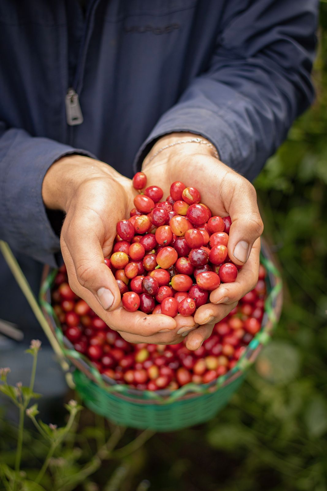 Cupped hands full of freshly picked red coffee cherries