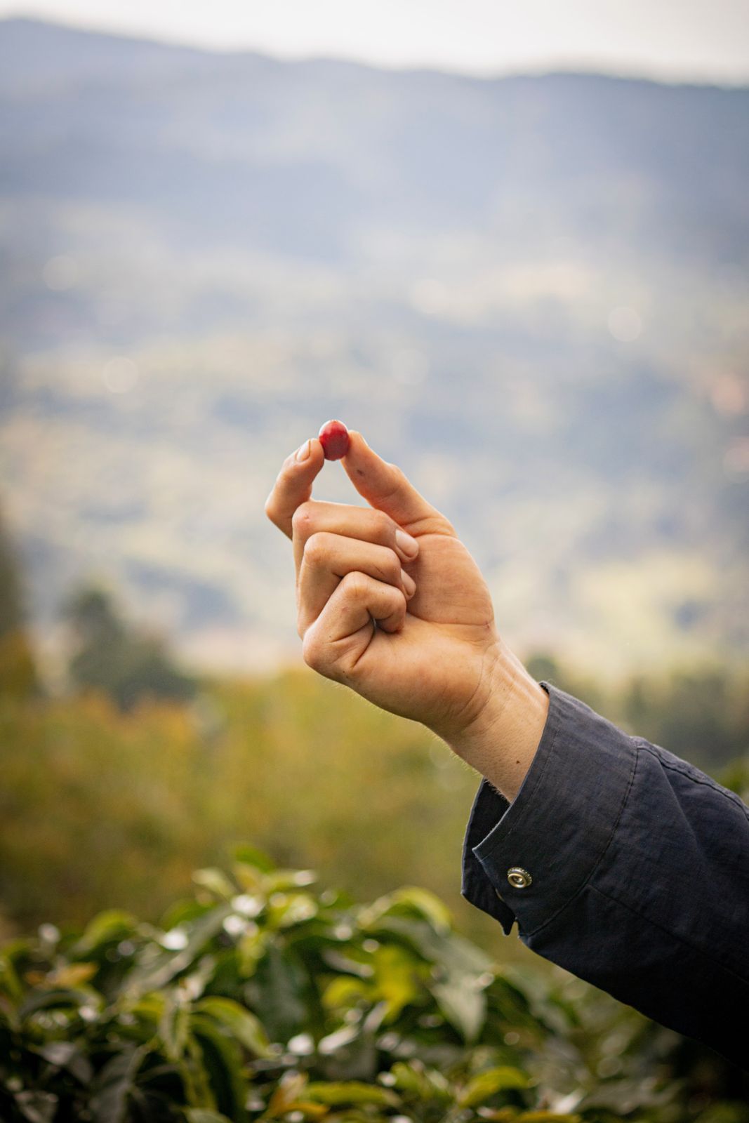 A ripe coffee cherry held up against the mountains of San Andrés, Honduras