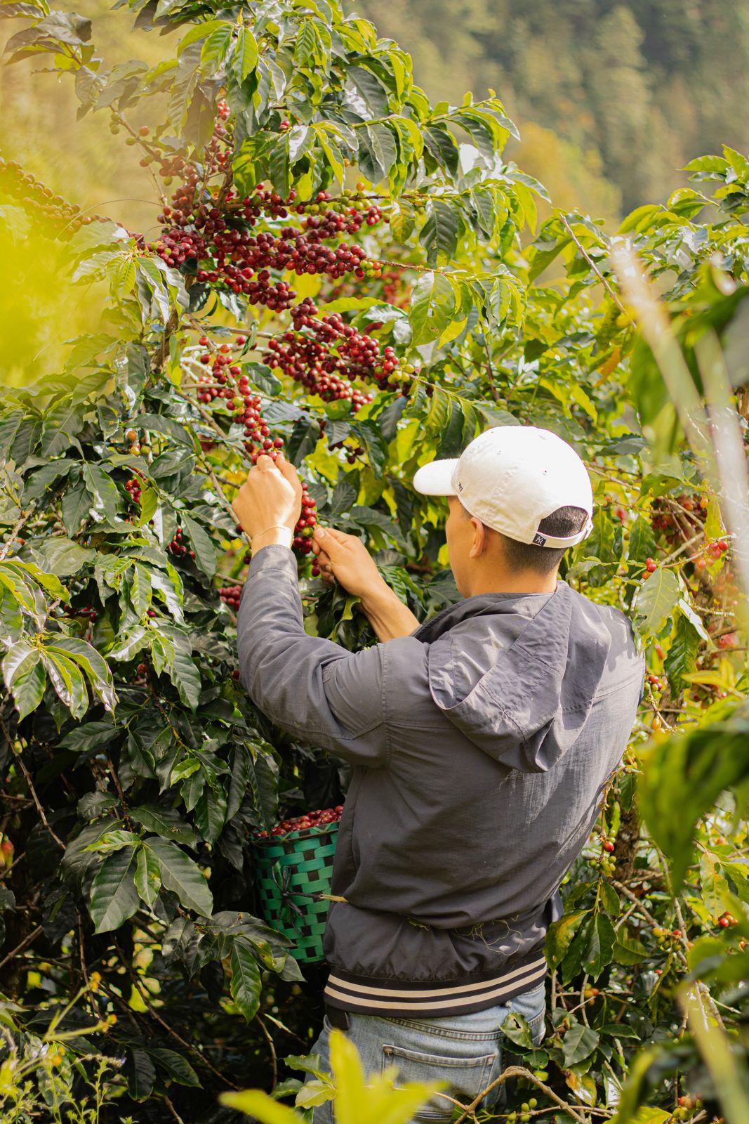 Hand-picking ripe coffee cherries on the Sánchez family farm